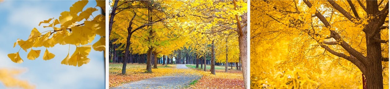 Ginkgo biloba leaves.jpg